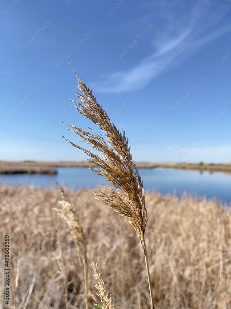 Obraz premium reed in the wind
