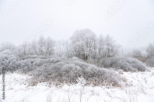 Snow-covered trees and hoarfrost on the branches
