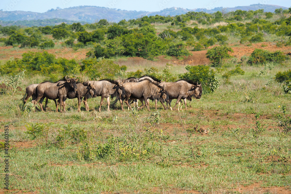 Small herd of Blue Wildebeest (Connochaetes taurinus) on the veld in Zimbabwe, Africa