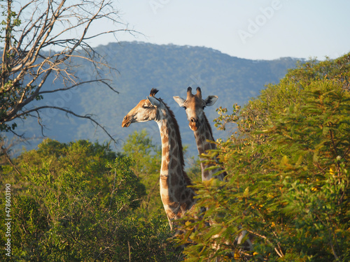 Photography Pair of Giraffes (Giraffa Camelopardalis) among trees in Zimbabwe, Africa