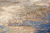Pelican Birds Sechura Desert Lambayeke District Peru
