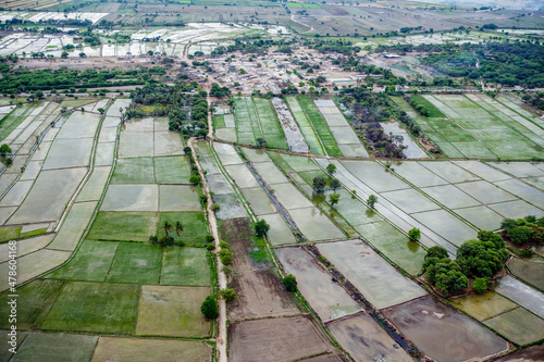 Rice Farming in Bernal Peru
