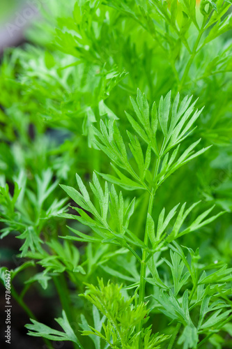 greenery backdrop photo