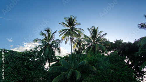 Palm trees in silhouette at sunrise  on the beach in Tamarindo  Costa Rica