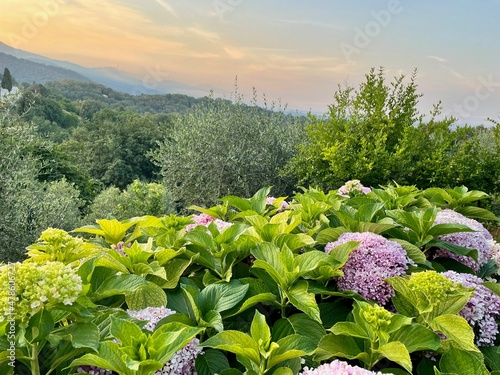 Blooming hydrangea in fertile garden in Venzolasca overlooking lush-green Castagniccia at sunset. Corsica, France. photo