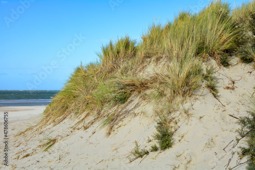 Fototapeta Naklejka Na Ścianę i Meble -  A sand dunes with beach grass