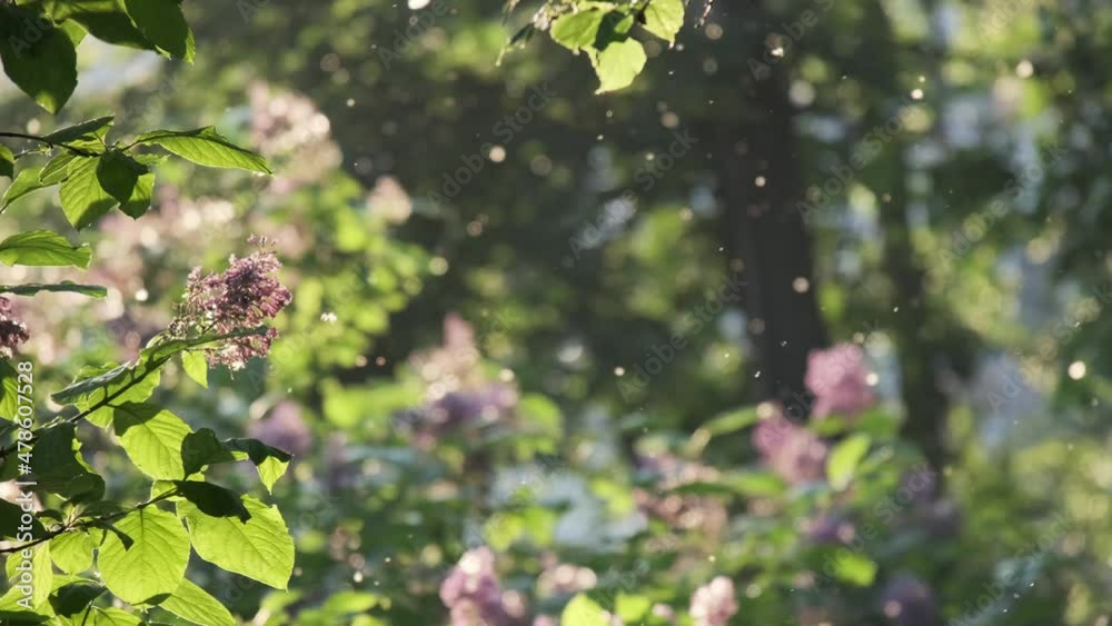 Flying poplar fluff at summer modern city park area with green tree leaves. Strong natural seasonal allergen lying on green grass and garden trail path. Summer at town with nature wood plant