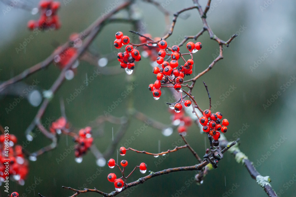 Rowan Rowan