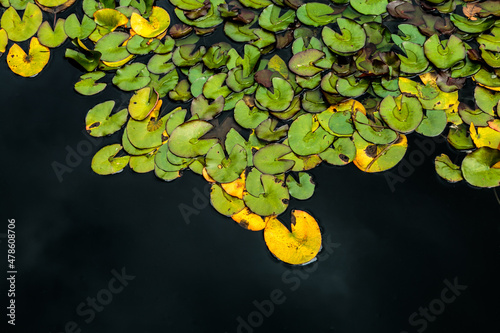 Ninféia (nymphaea alba l) em destaque no primeiro plano, muitas folhas flutuando em água bem escura, muita textura da água nas folhas, retratando o que a natureza tem de mais belo. photo