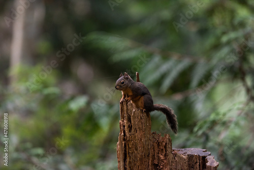 Red squirrel, Sciurus vulgaris, or Eurasian tree squirrel sits on top of a tree stump in a forest with copy space above