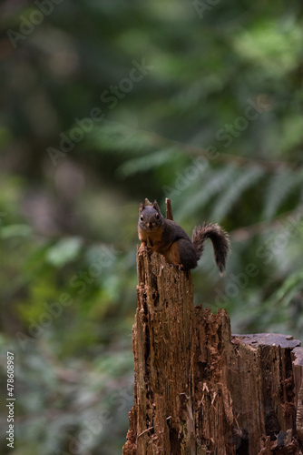 Red squirrel, Sciurus vulgaris, or Eurasian tree squirrel sits on top of a tree stump in a forest with copy space above