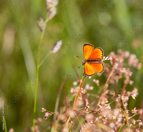 male scarce copper butterfly (Lycaena virgaureae) on daisy (leucanthemum) blossom in mountain meadow of Pfossental (Naturpark Texelgruppe) Schnals Südtirol; biodiversity save the ecosystem concept 