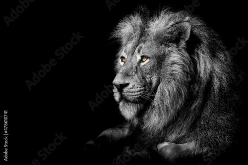 Lion   king isolated   Portrait Wildlife animal  