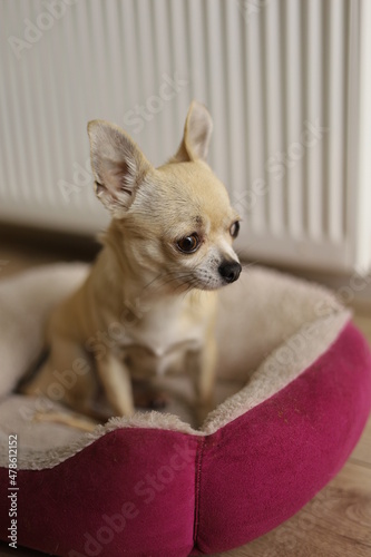 Closeup portrait of small funny beige mini chihuahua dog, puppy eating bone in her bed © tselykh