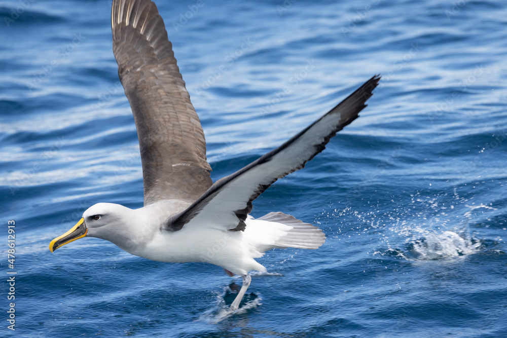 Buller's Mollymawk Albatross in New Zealand Buller's Mollymawk Albatross in New Zealand