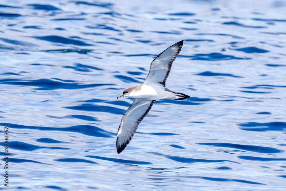 Fototapeta premium Buller's Shearwater in Australasian Waters