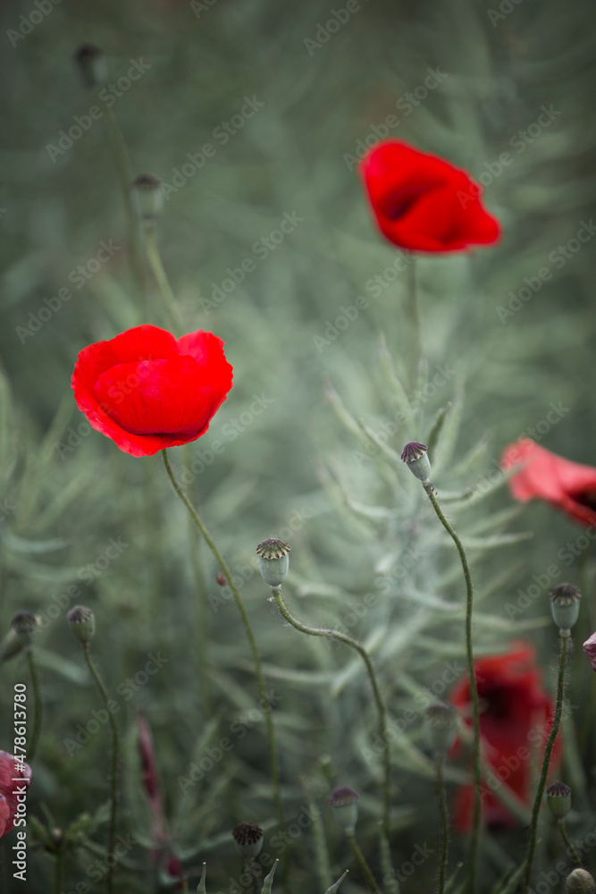 Naklejka premium Red poppy flower in a summer field