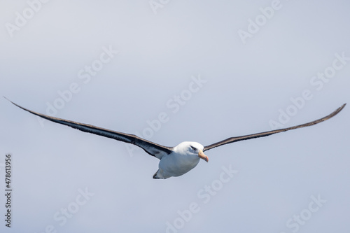 Campbell Mollymawk Albatross in New Zealand