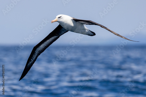Campbell Mollymawk Albatross in New Zealand photo