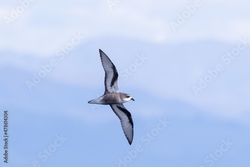 Mottled Petrel in New Zealand Waters