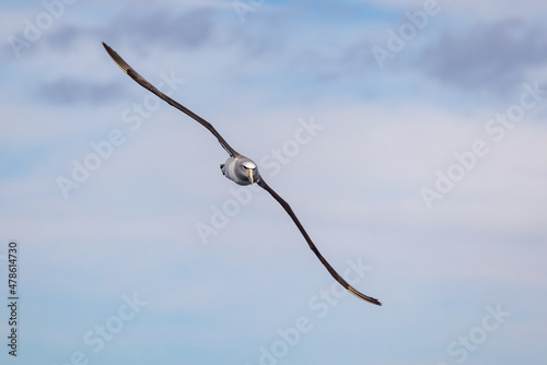 Salvin's Mollymawk Albatross in New Zealand