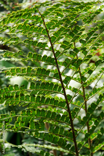 Close-up of a fern leaf outdoors in nature. 