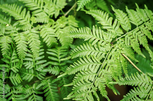 Close-up of a fern leaf outdoors in nature.
