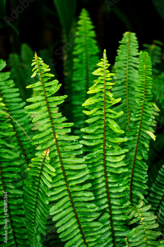 Close-up of a fern leaf outdoors in nature. 