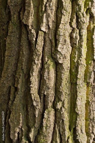 Fototapeta Naklejka Na Ścianę i Meble -  Detail of tree bark in nature.