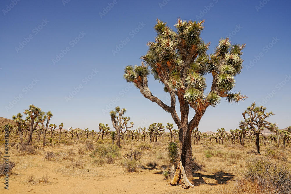 Joshua Tree National Park