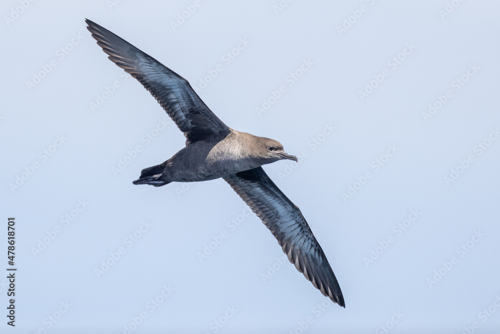 Obraz premium Short-tailed Shearwater in Australasian Waters