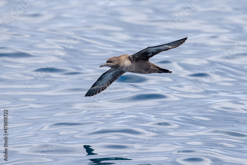 Short-tailed Shearwater in Australasian Waters