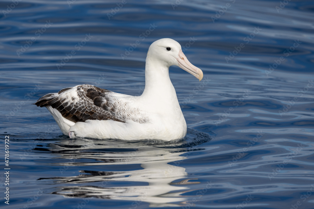 Southern Royal Albatross in Australasia Southern Royal Albatross in Australasia