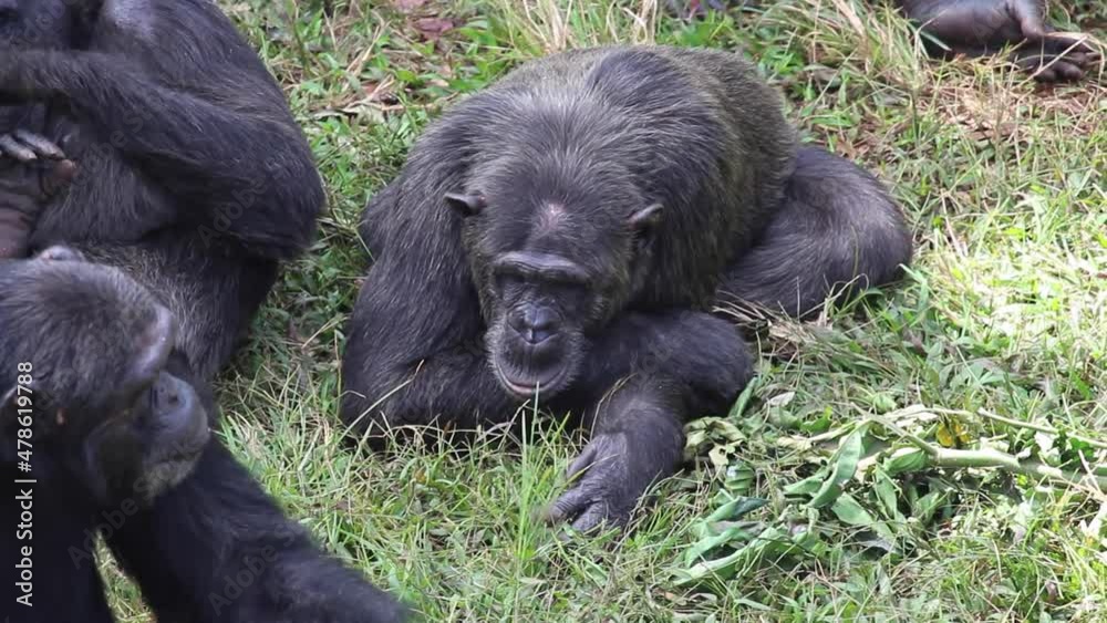 Tight shot of chimp laying on ground around family Tight shot of chimp laying on ground around family