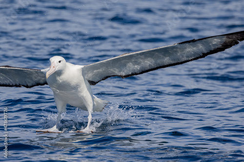 Southern Royal Albatross in Australasia