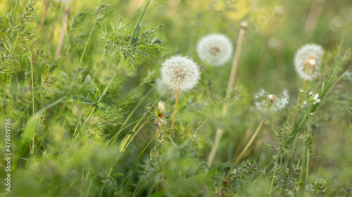 dandelions in the grass