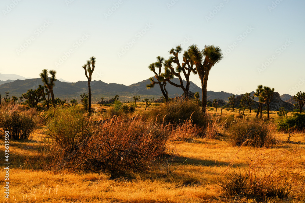 Obraz premium Joshua Tree National Park