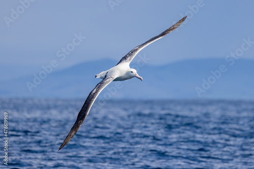 Southern Royal Albatross in Australasia