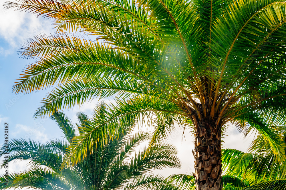 palm trees and blue sky palm trees and blue sky