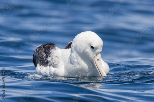Southern Royal Albatross in Australasia photo