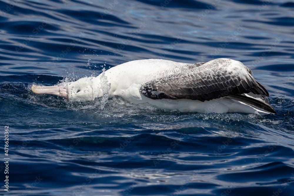 Obraz premium Southern Royal Albatross in Australasia