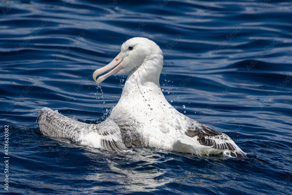 Obraz premium Southern Royal Albatross in Australasia