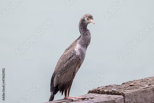 Spotted Shag Endemic to New Zealand