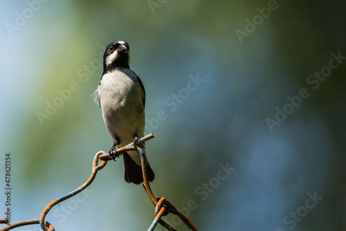 brazilian songbird: Lined Seedeater