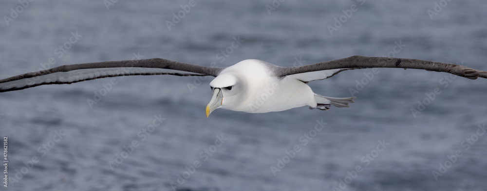 White-capped Mollymawk in Australasia White-capped Mollymawk in Australasia