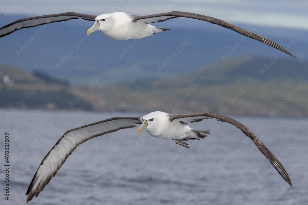White-capped Mollymawk in Australasia White-capped Mollymawk in Australasia