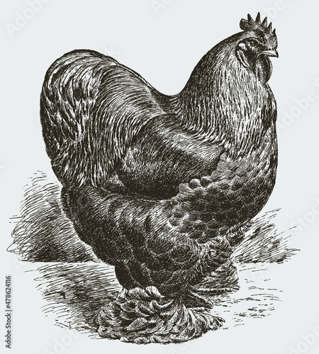 Standing buff cochin rooster in side view photo