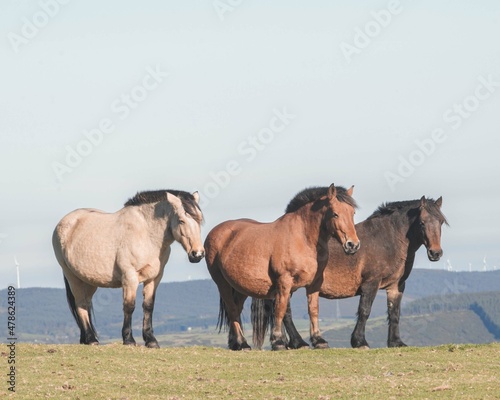 three wild horses in the meadow