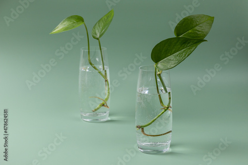 Two glasses with sprouts of home plant Epipremnum. Preparation for planting. Home gardening.