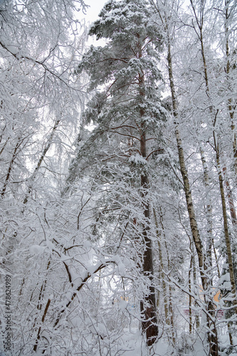 Wallpaper Mural Large fir trees in a snowy forest. White fluffy snow on the branches of trees Torontodigital.ca